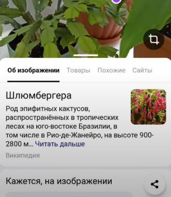 Умная камера Яндекс – как включить на Андроиде и Айфоне